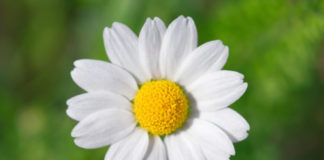 Camomilla 741 0 079 Camomilla